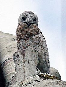 23 Great Potoo